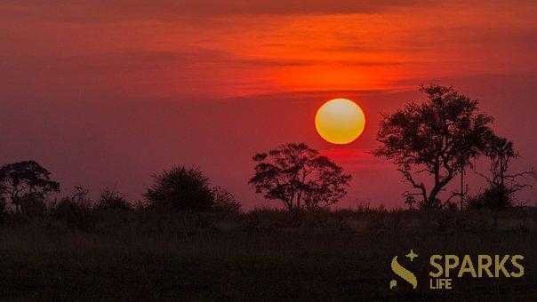 Зображення для статті: Travel to Botswana – Wild Safari